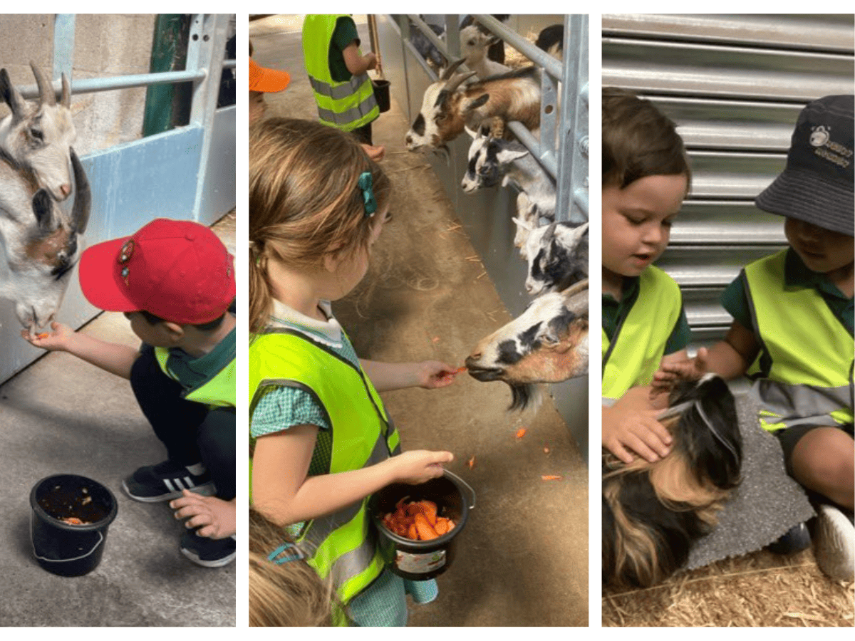 Woodford Primary School pupils from Pre-School feed different animals at Reddish Vale Farm